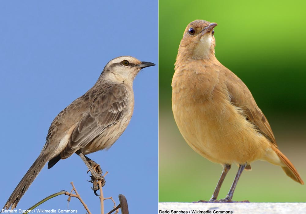 Fournier roux et Moqueur