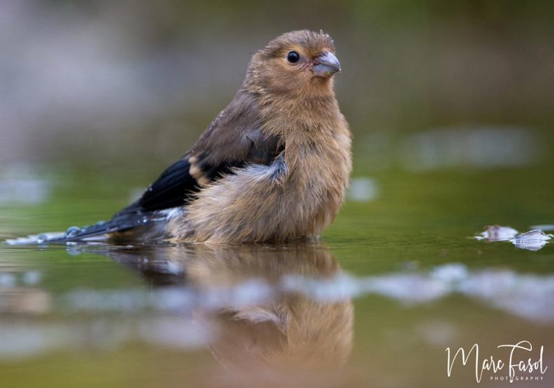 Malgré la grippe aviaire, on peut continuer à donner de l’eau aux oiseaux dans son jardin