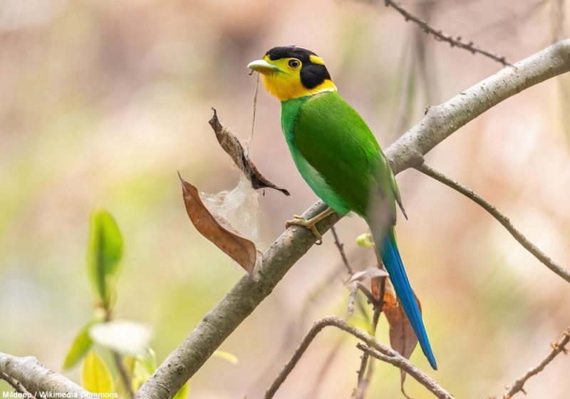 Des Eurylaimes psittacins nichent sur des câbles électriques dans le sud de la Chine