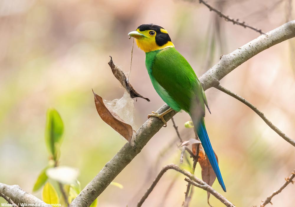 Eurylaime psittacin (Psarisomus dalhousiae) adulte