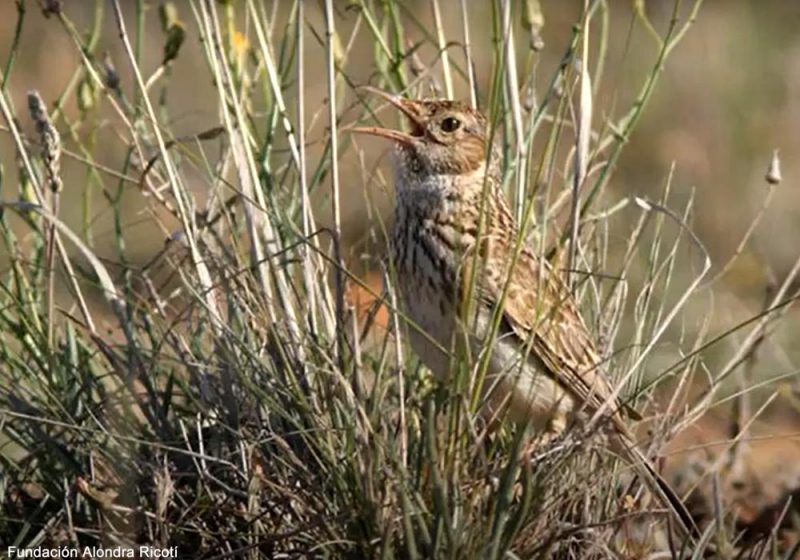 Le Sirli du Dupont doit parfois modifier son chant à cause du bruit des éoliennes
