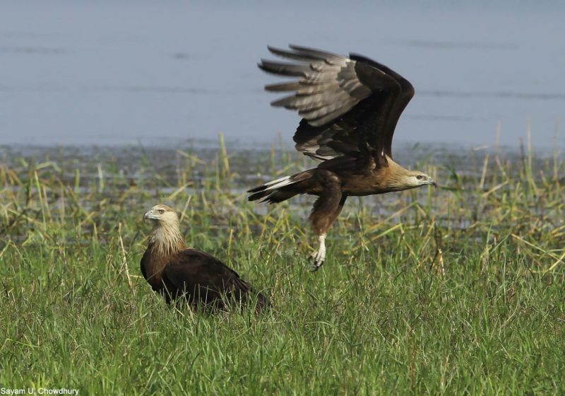 Le Bangladesh accueillerait l’une des plus fortes densités de Pygargues de Pallas du monde