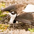 La ruse de l’aile brisée utilisée par certains oiseaux pour éloigner les prédateurs de leur nid