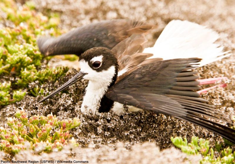 La ruse de l’aile brisée utilisée par certains oiseaux pour éloigner les prédateurs de leur nid