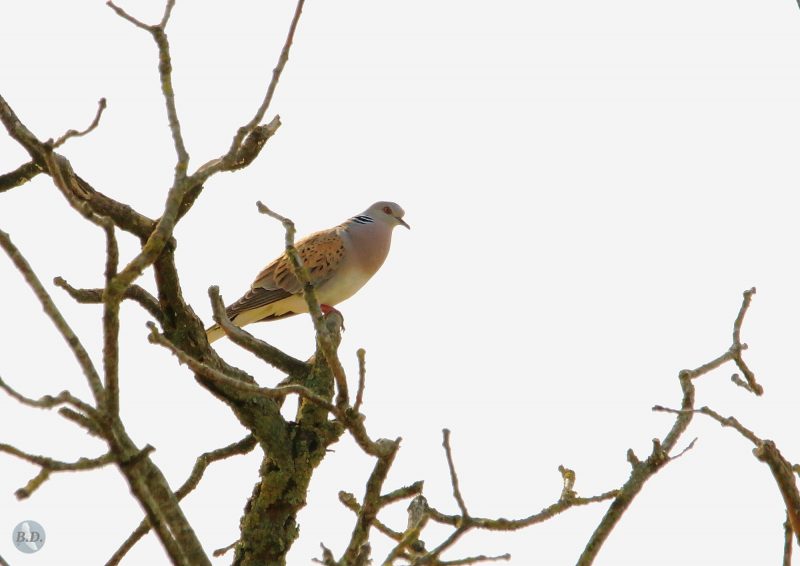 Tourterelle des bois dans le Cher