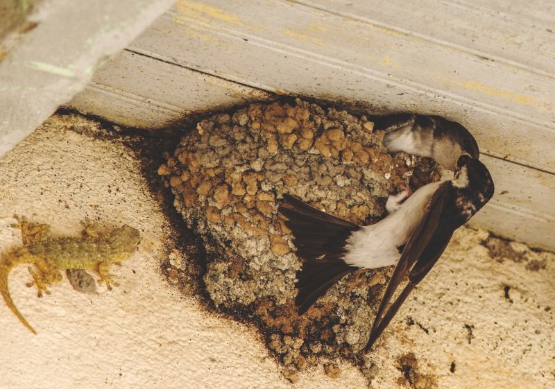 Hirondelles de fenêtre et tarente