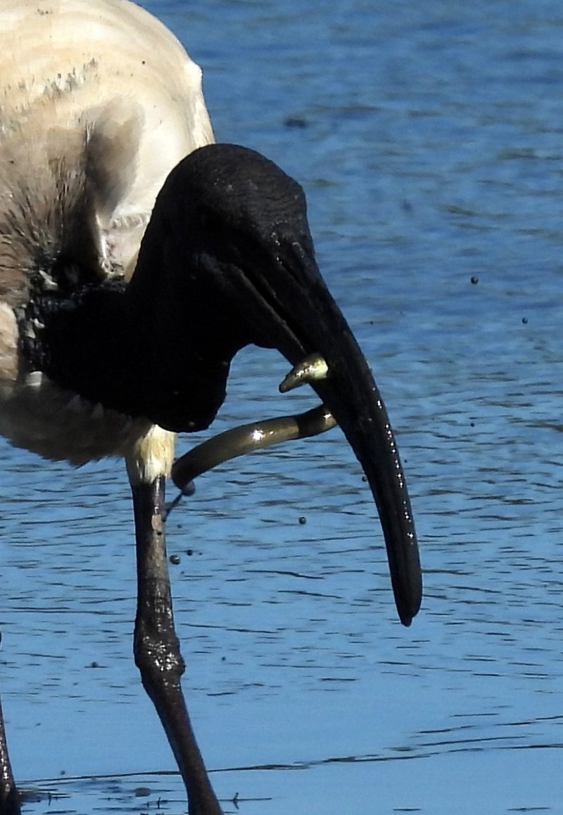 L&rsquo;Ibis sacré et l&rsquo;anguille
