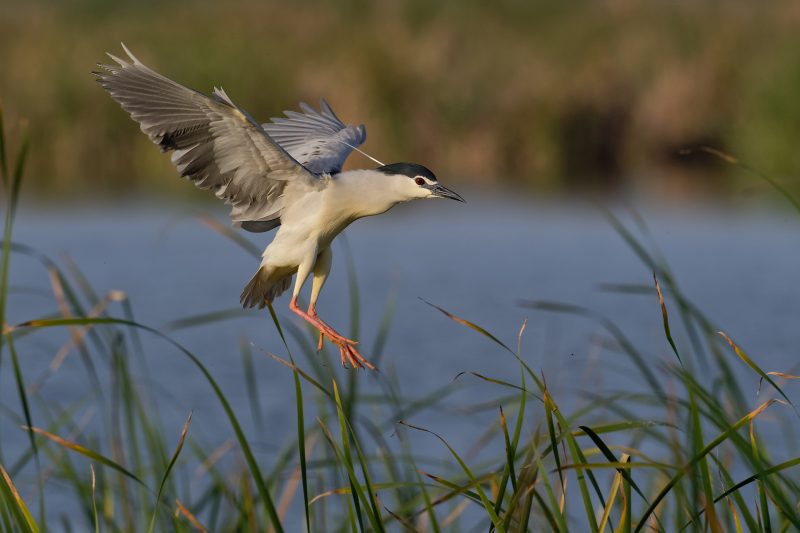 Bihoreau gris en plumage nuptial