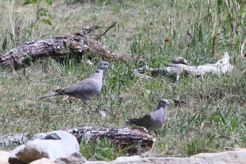 Tourterelles des bois et turque
