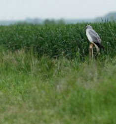 Exposition « Oiseaux, un univers à portée d’observation »