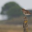 Sortie ornithologique guidée dans les marais des Loirs près d’Olonne-sur-Mer (Vendée)