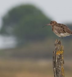 Sortie ornithologique guidée dans les marais des Loirs près d’Olonne-sur-Mer (Vendée)