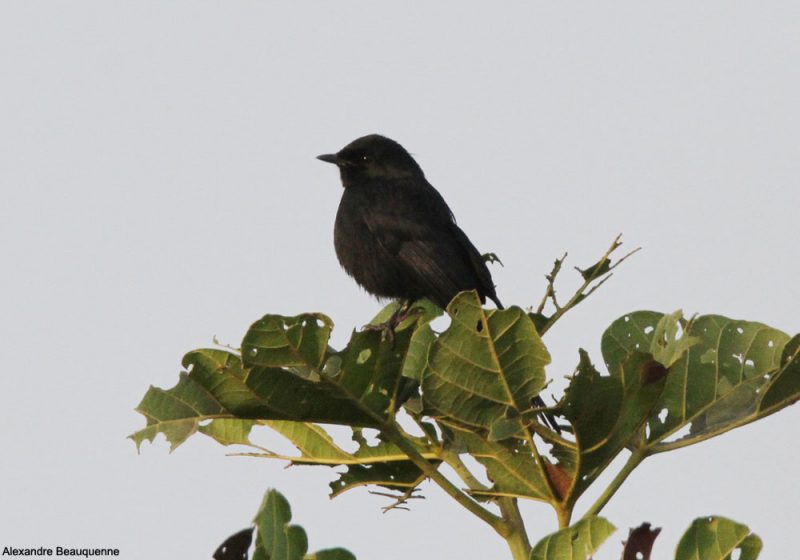 Agrobate podobé au Maroc