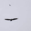 Grand rapace dans les gorges du Tarn