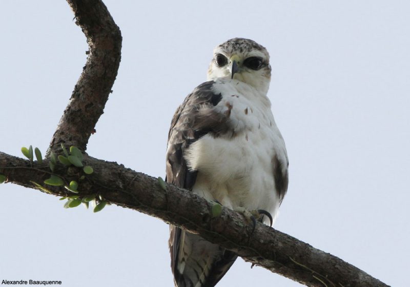 Aigle à ventre roux juvénile à Bornéo