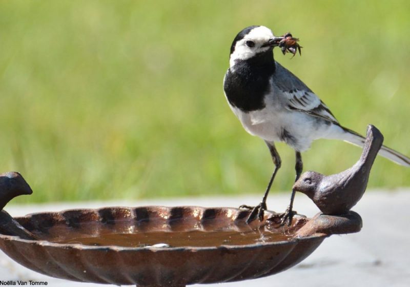 Bergeronnette grise ayant trempé des insectes dans l’eau