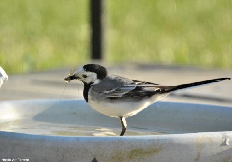 Bergeronnette grise trempant des insectes dans l’eau