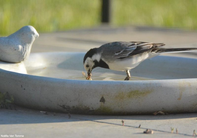 Bergeronnette grise ayant trempé des insectes dans l’eau