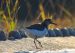 3-Chevalier guignette | Actitis hypoleucos | Common Sandpiper