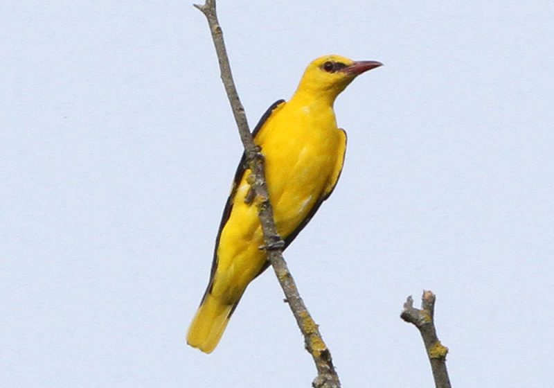 Loriot d&rsquo;Europe mâle fidèle