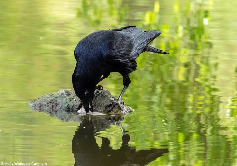 Corneille noire (Corvus corone) imbibant un morceau de pain avant de le manger