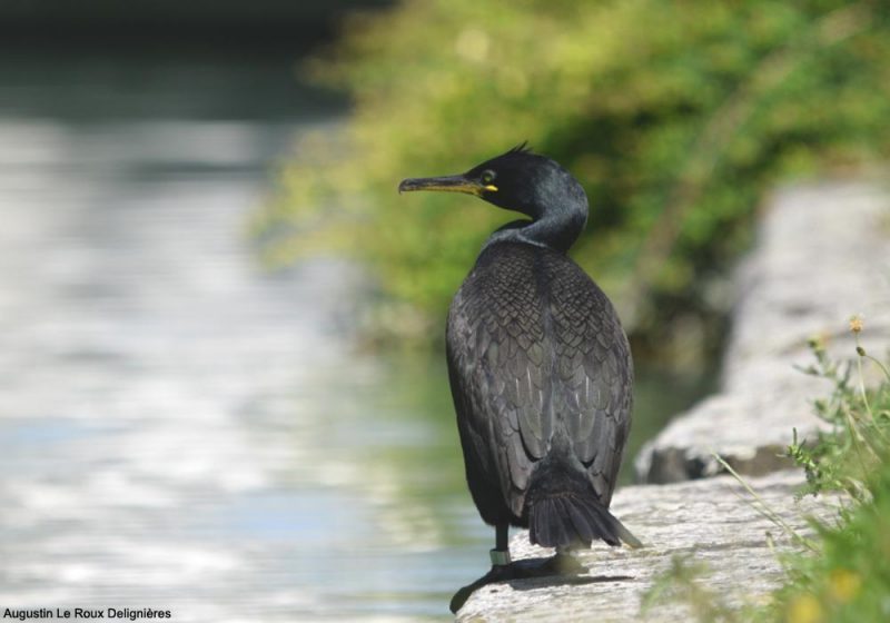 Le séjour prolongé et inhabituel d’un Cormoran huppé le long d’un canal à Reims (Marne) depuis décembre 2019