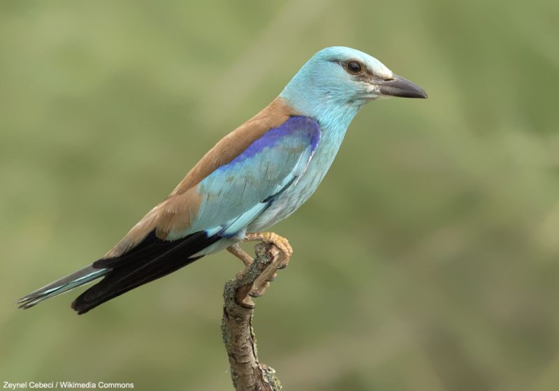 La France et l’Italie pourraient être les deux pays européens les plus importants pour le Rollier d’Europe dans 30 ans