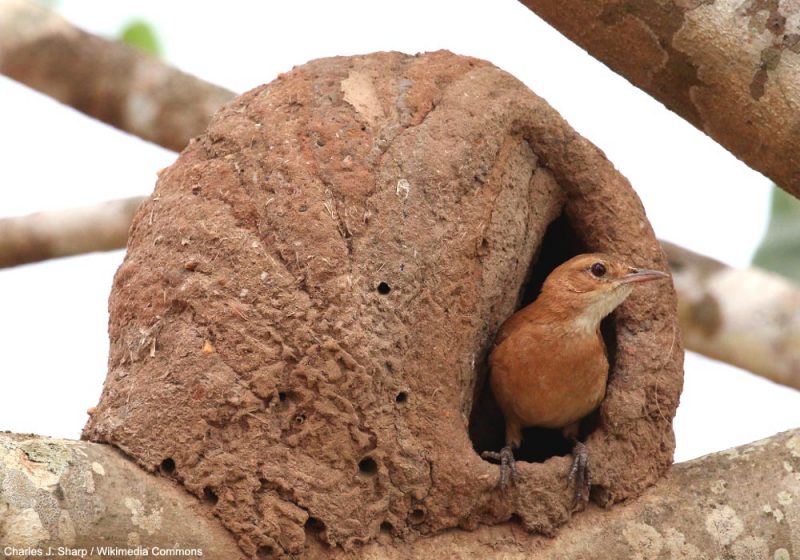 Plusieurs espèces d’oiseaux ont été vues ingérant des morceaux de nids de Fourniers roux