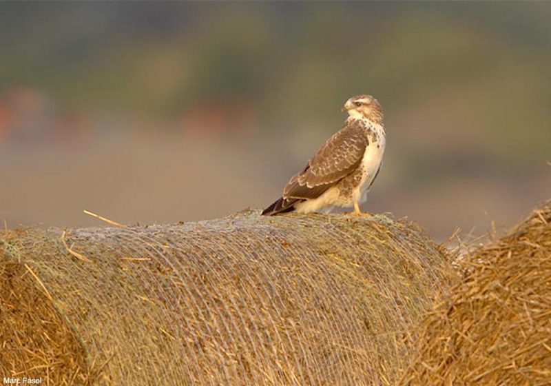 Les ballots et les bottes de paille sont utilisés par de nombreuses espèces d’oiseaux