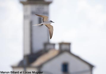 Sterne bridée (Onychoprion anaethetus)