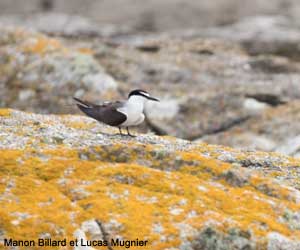 Sterne bridée (Onychoprion anaethetus)