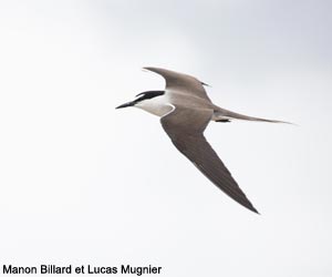 Sterne bridée (Onychoprion anaethetus)