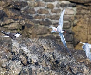 Sterne bridée (Onychoprion anaethetus)