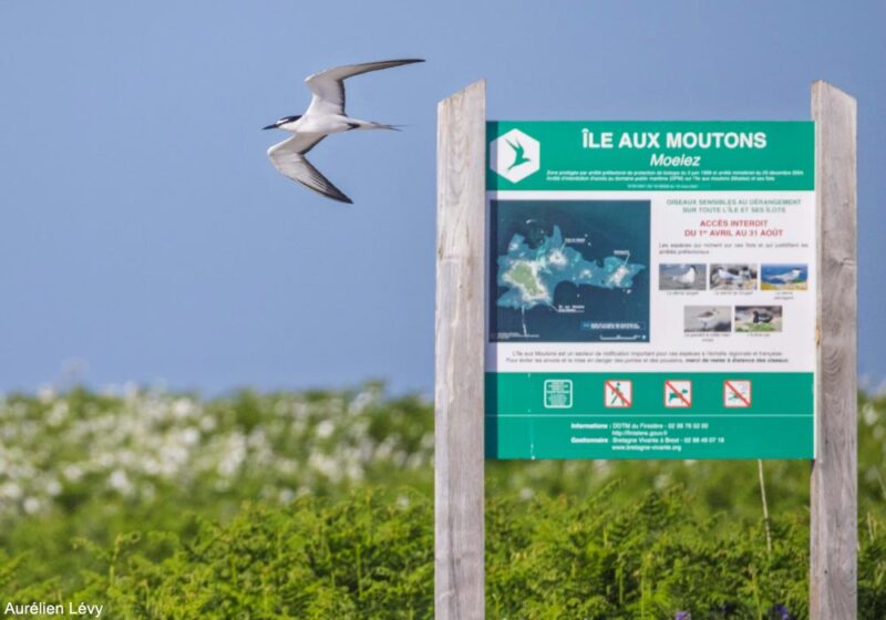 La Sterne bridée « habituelle » séjourne à nouveau en 2025 sur l’île aux Moutons (Finistère), le royaume breton des sternes