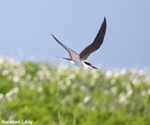 Sterne bridée (Onychoprion anaethetus)