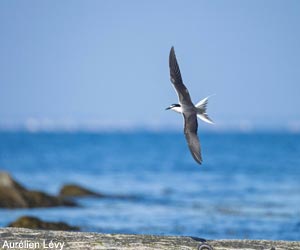 Sterne bridée (Onychoprion anaethetus)