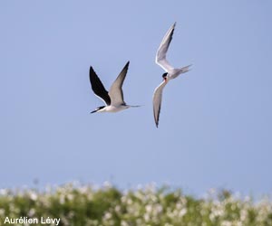 Sterne bridée (Onychoprion anaethetus)
