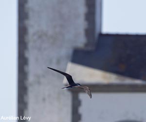 Sterne bridée (Onychoprion anaethetus)
