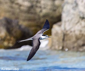 Sterne bridée (Onychoprion anaethetus)