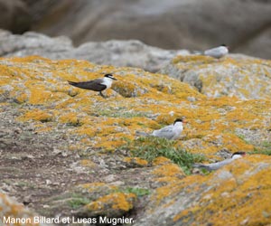 Sterne bridée (Onychoprion anaethetus)