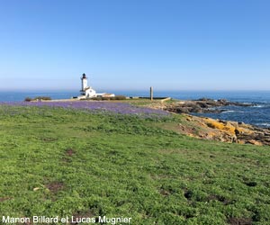 Vue de l'île aux Moutons, dans l'archipel des Glénan (Finistère)