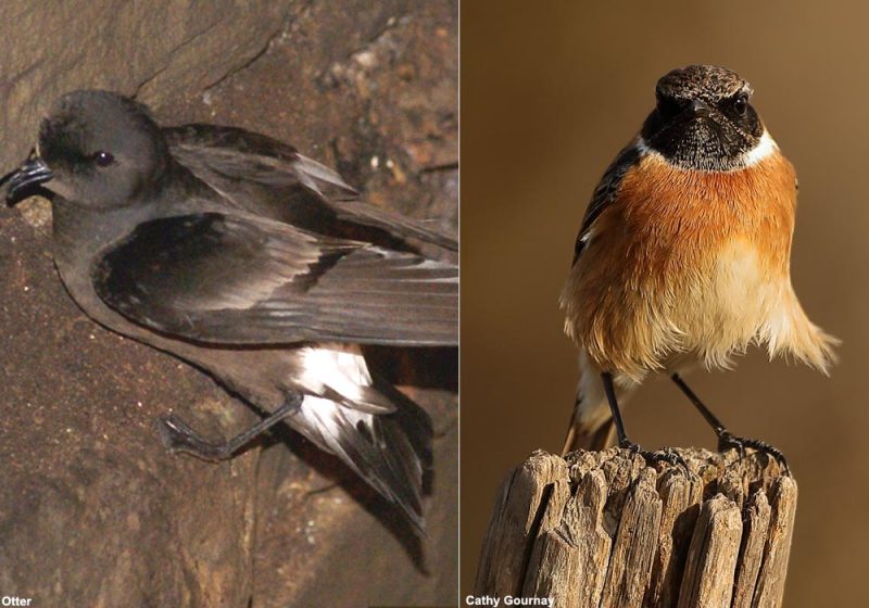 Pétrel et Traquet, deux noms génériques d’oiseaux qui seraient utilisés à tort