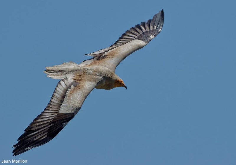 Vautour percnoptère adulte en Aragon