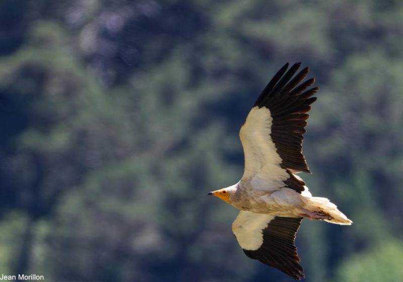 Vautour percnoptère adulte en Aragon