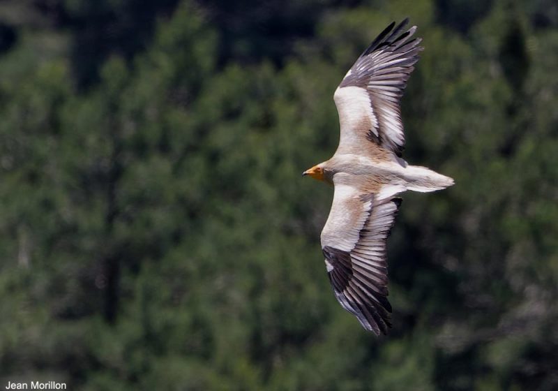 Vautour percnoptère adulte