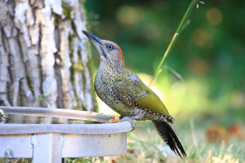 Pic vert juvénile dans mon jardin