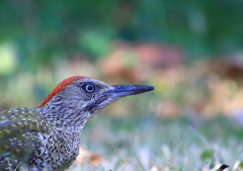 Pic vert juvénile dans un jardin