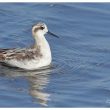 Phalarope à bec étroit en migration postnuptiale