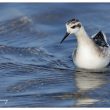 Phalarope à bec étroit en Camargue