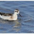 Phalarope à bec étroit en migration postnuptiale